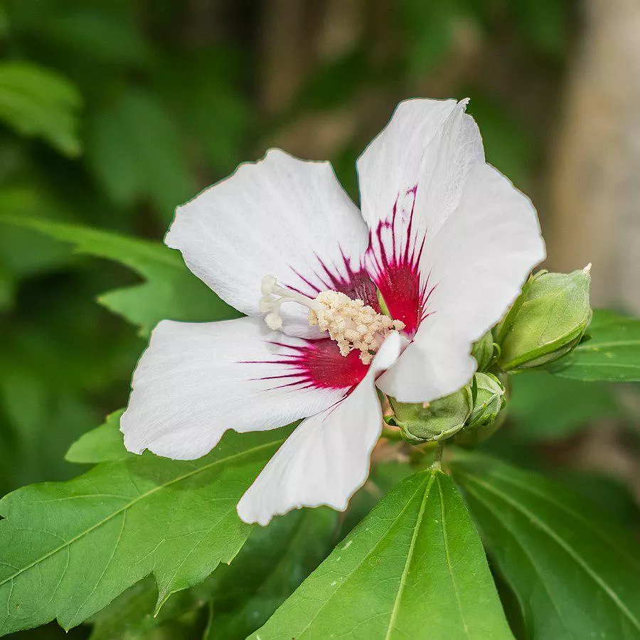 Hibiscus syriacus 'Red Heart'- Red Heart Hibiscus