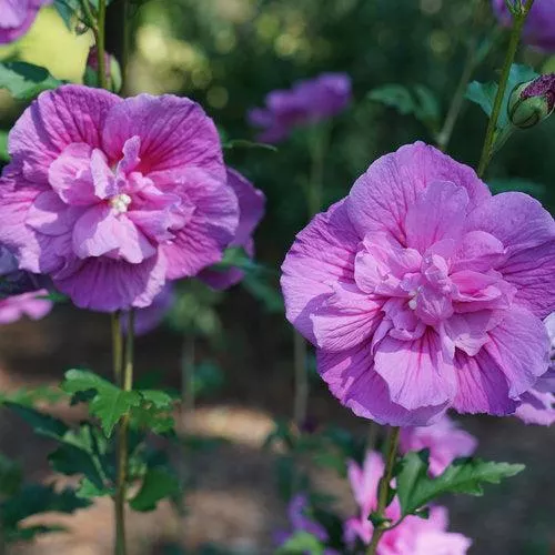 Hibiscus syriacus 'SMNHSPCL'- Dark Lavender Chiffon Rose of Sharon