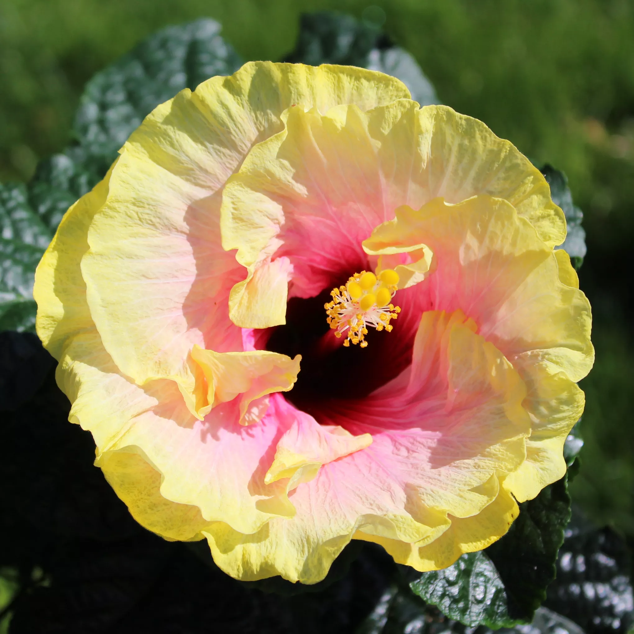 Hibiscus, Tropical ‘Simple Pleasures’ rooted plant