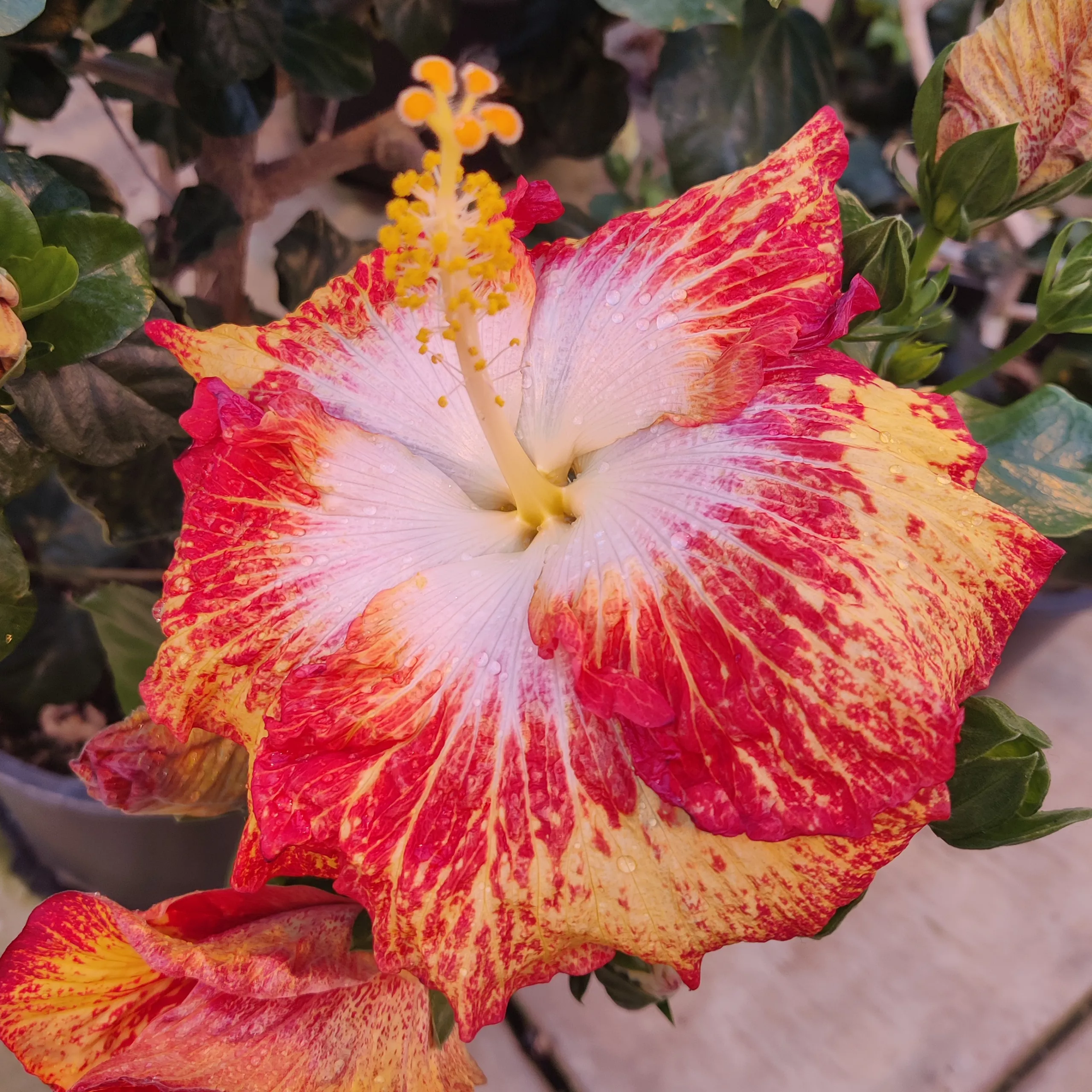 Hibiscus, Tropical ‘White Hot’ unrooted cuttings
