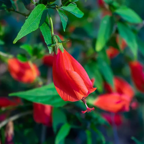 Hibiscus- Turks Cap- Vietnamese