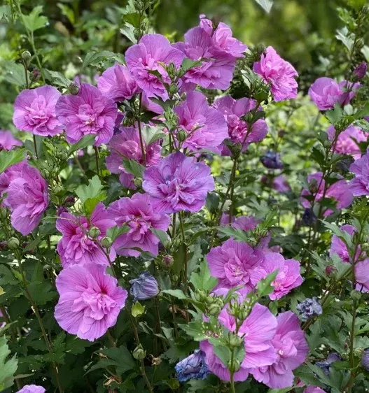 Hibiscus Vars
