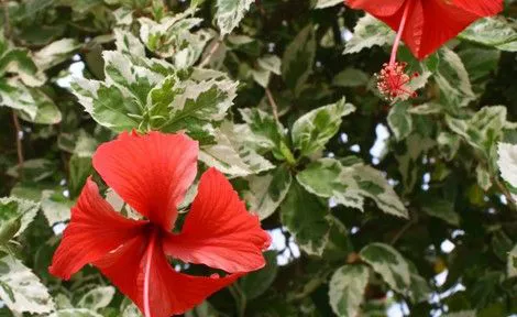Hibiscus Verigated Snow Queen