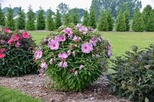 Hibiscus x 'Lilac Crush' / Rose Mallow