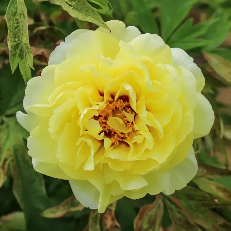 High Noon Tree Peony
