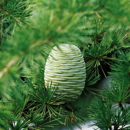 High Purity Deodar Cedar Seeds (Cedrus deodara) for Forestry & Landscaping