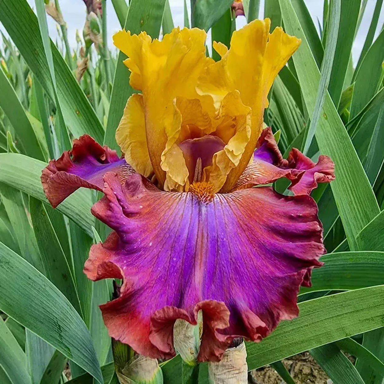 High Voltage Bearded Iris
