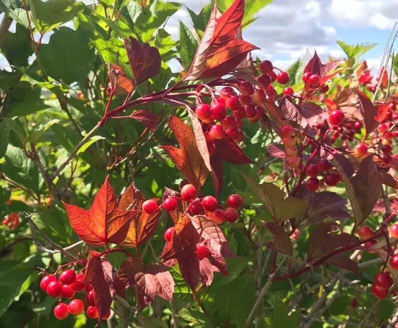 Highbush Cranberry
