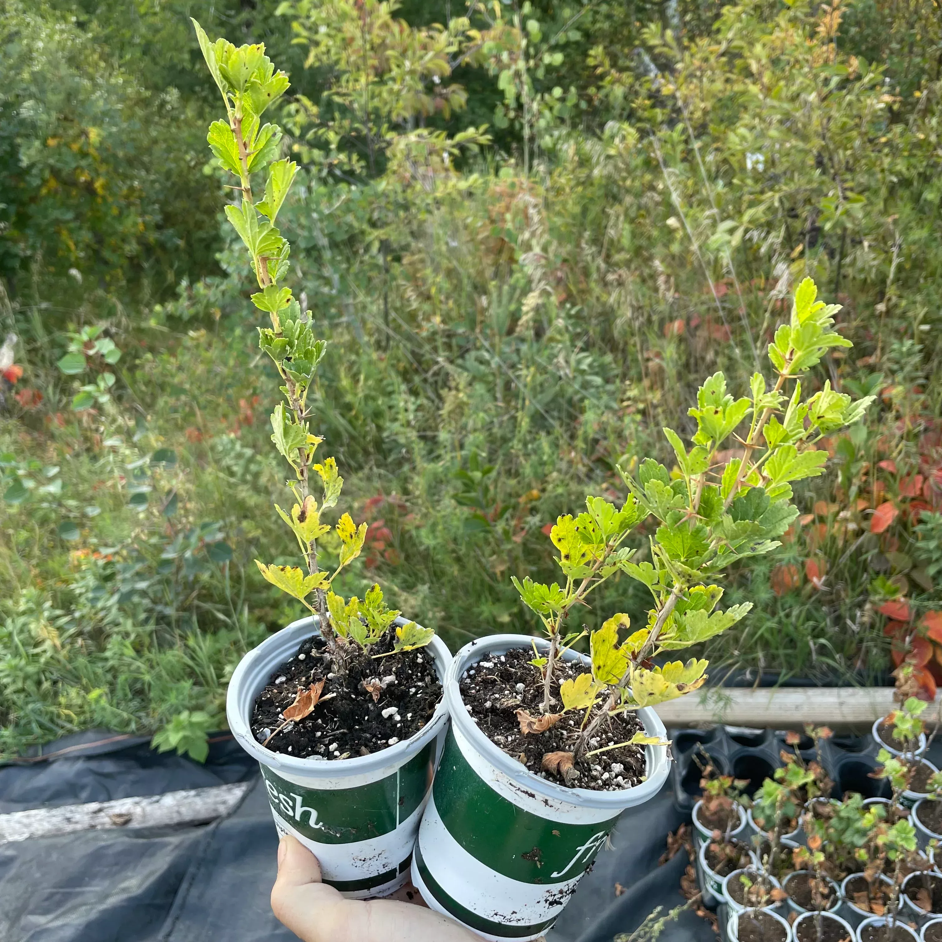 Hinnomaki Red Gooseberry