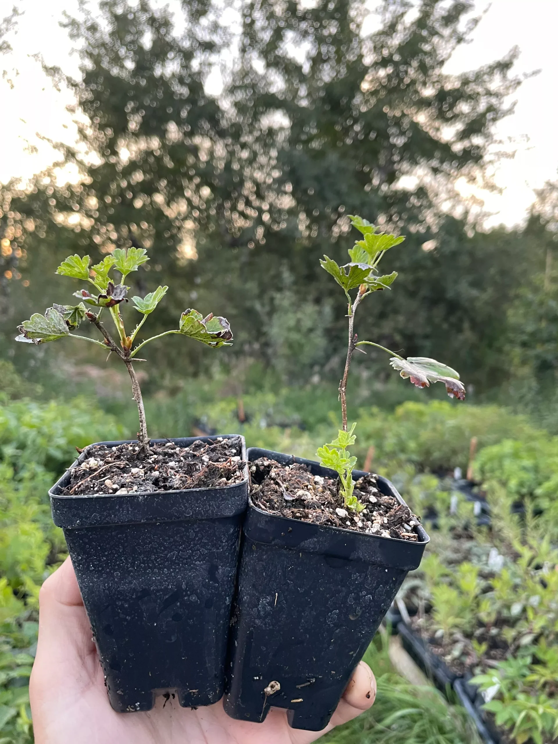 Hinnomaki Yellow Gooseberry