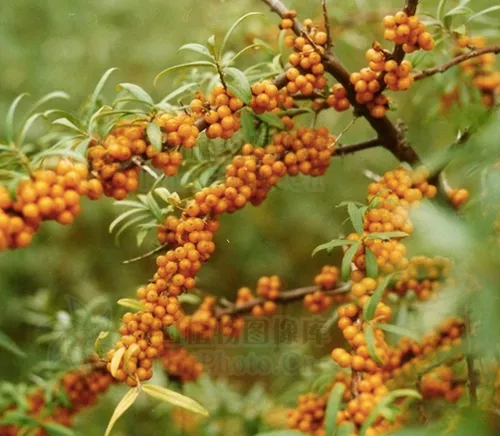 Hippophae rhamnoides seeds