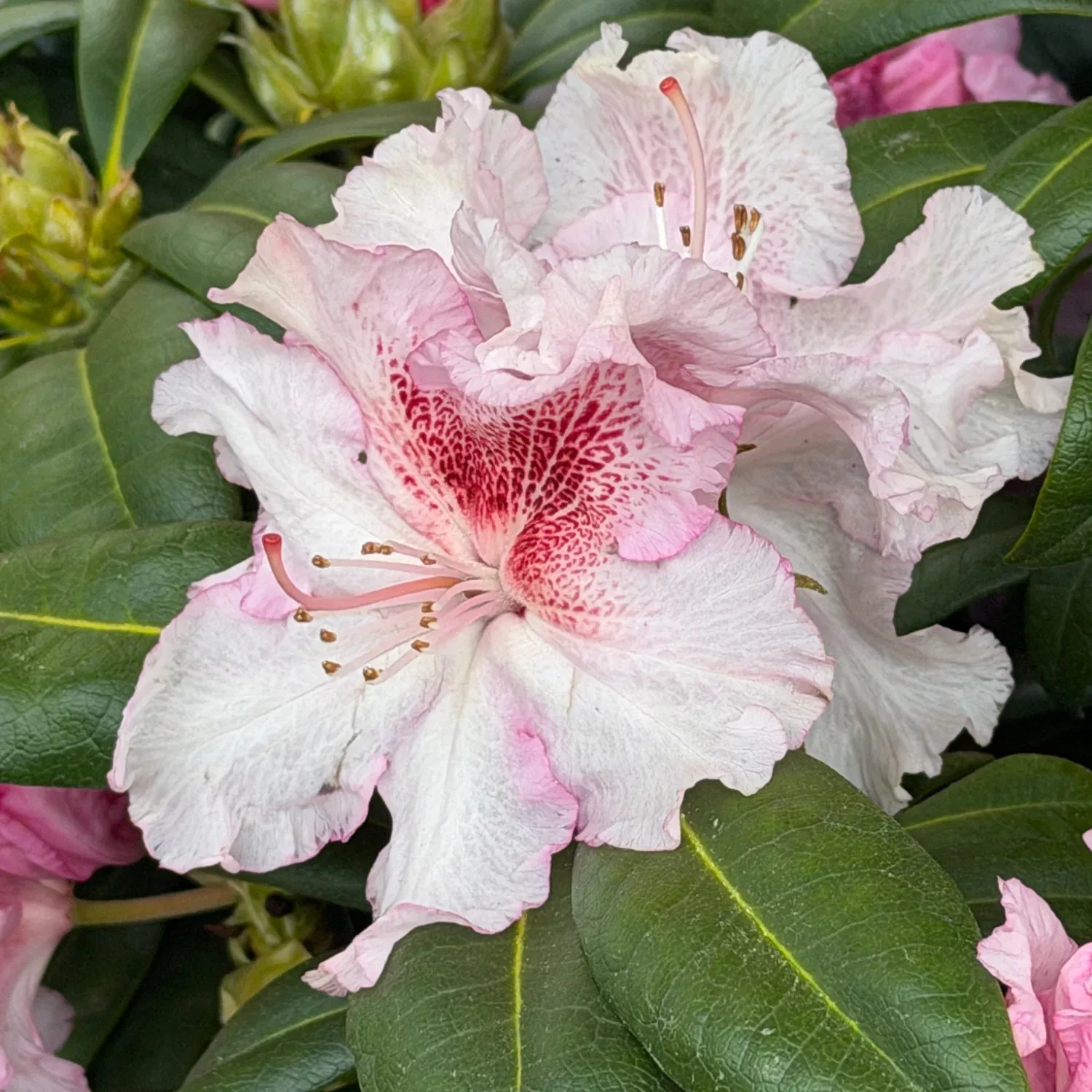 Holden's™ Peach Rhododendron