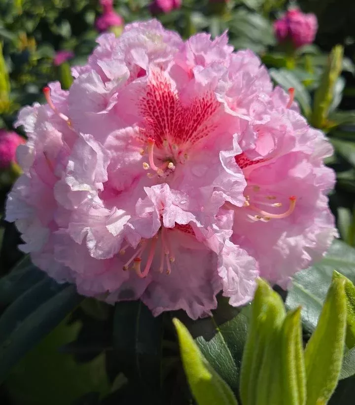 Holden's™ Pink Flare Rhododendron