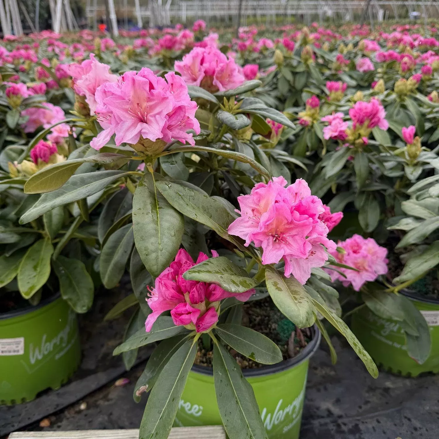 Holden's™ Pink Rhododendron