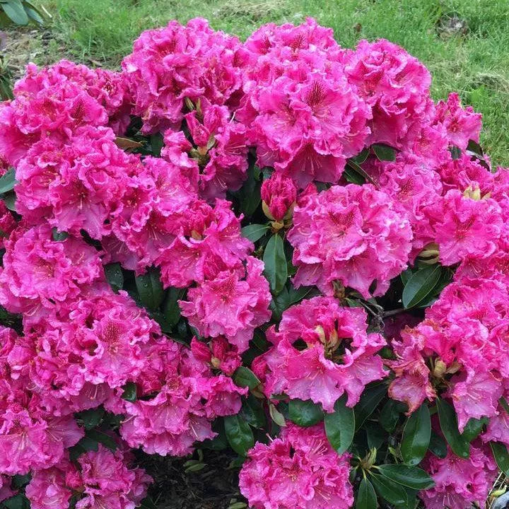 Holden's™ Raspberry Ruffles Rhododendron