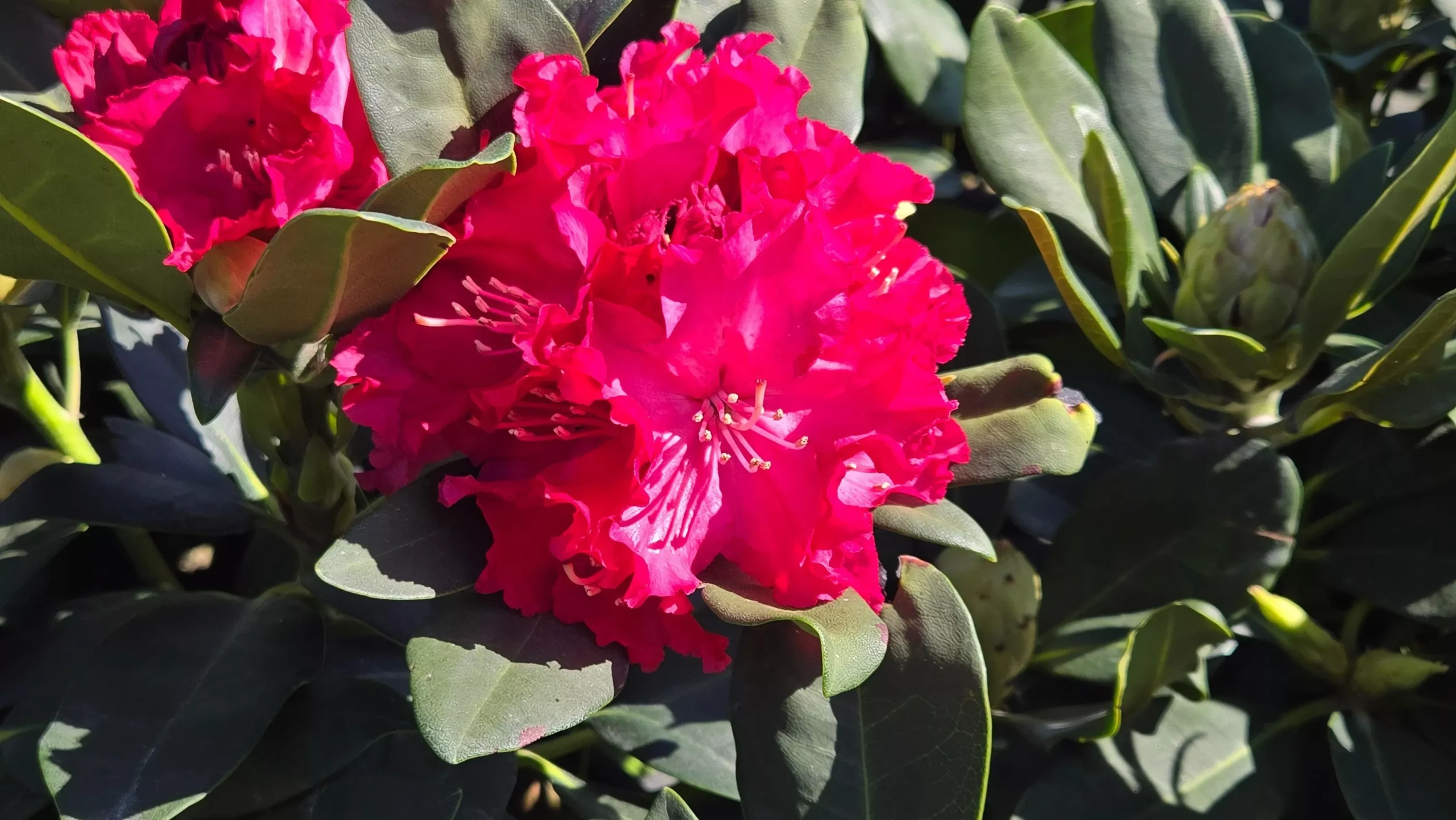Holden's™Red Rhododendron