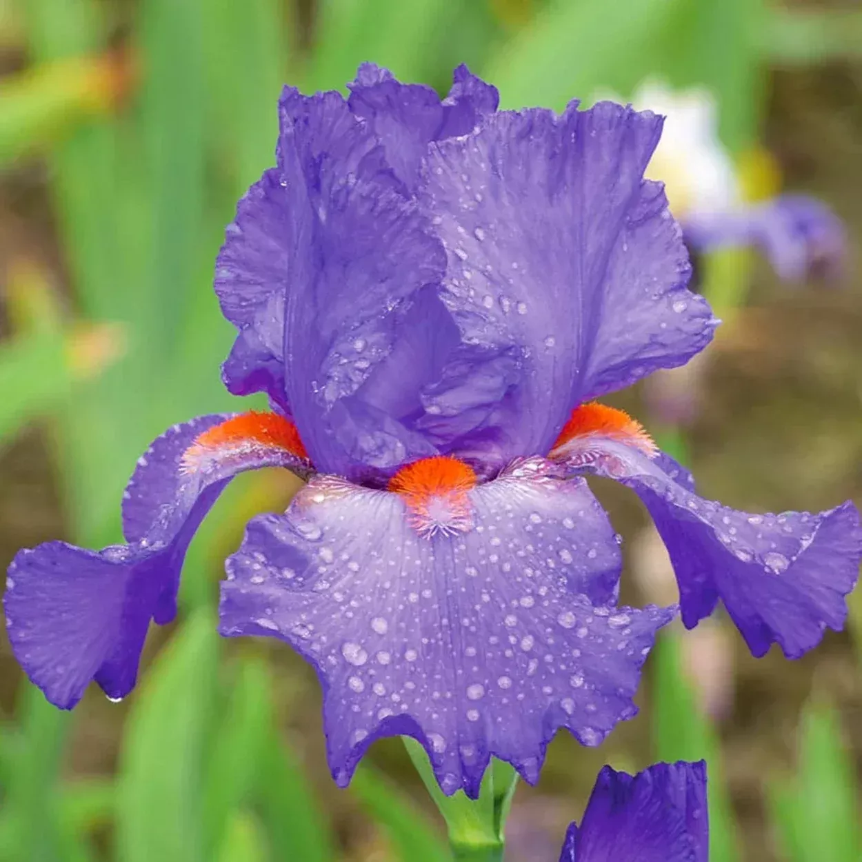 Hole in One Bearded Iris
