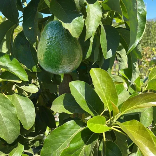 Holiday Avocado
