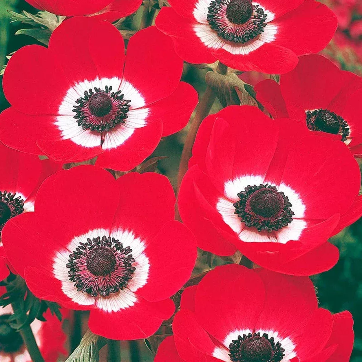 Hollandia Poppy Anemone
