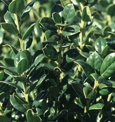 Holly Dwarf Burford