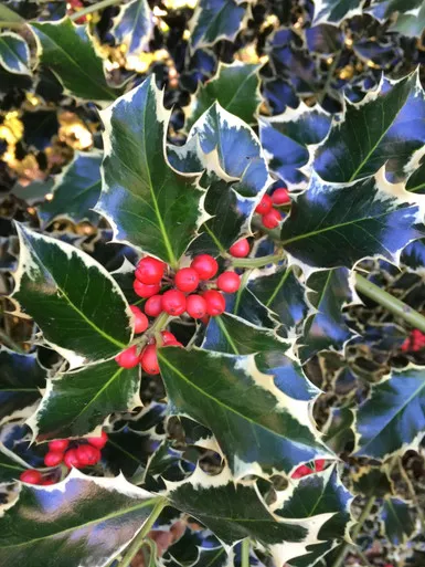 Holly 'Variegated English' 5 Gallon