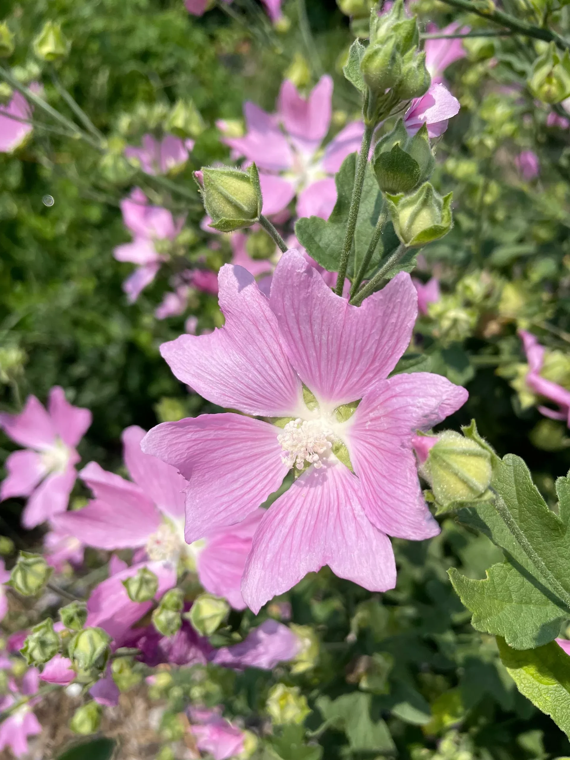 Hollyhock Mallow Seeds