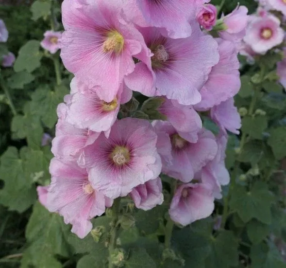 Hollyhock Seeds