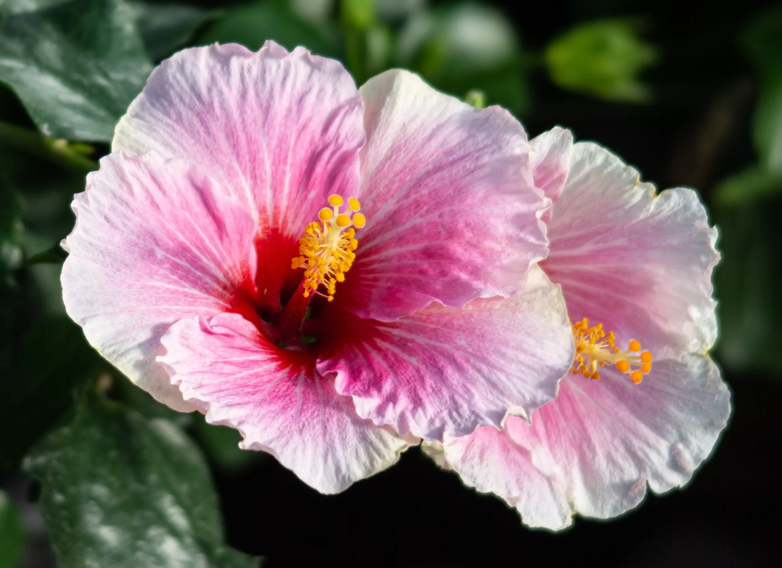 Hollywood Hibiscus America’s Sweetheart™ - 1 Gallon