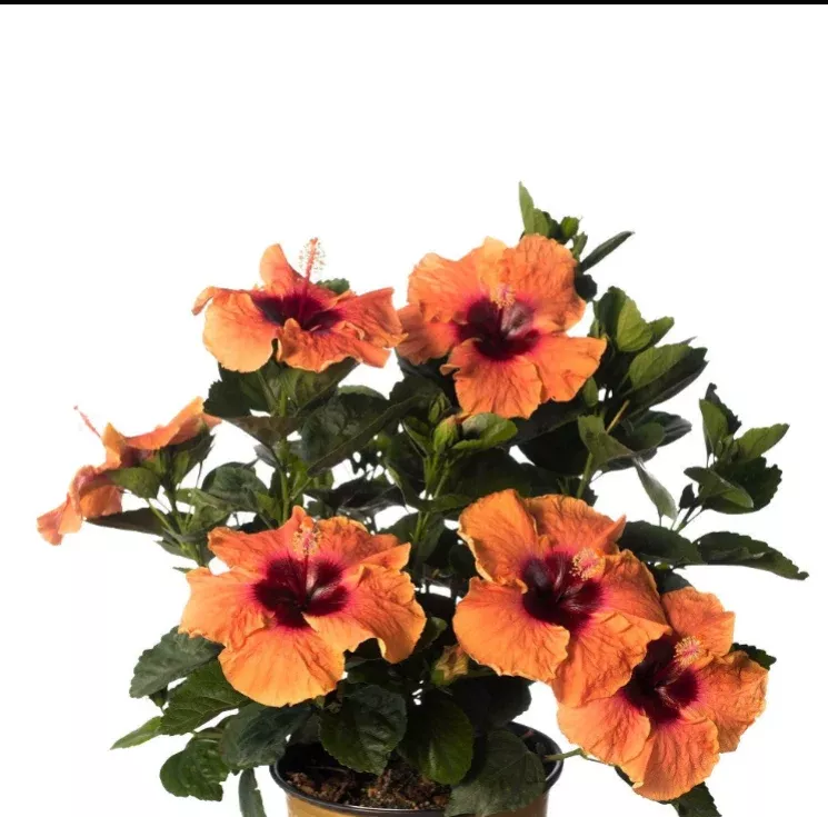 Hollywood Hibiscus Disco Diva™ - 1 Gallon