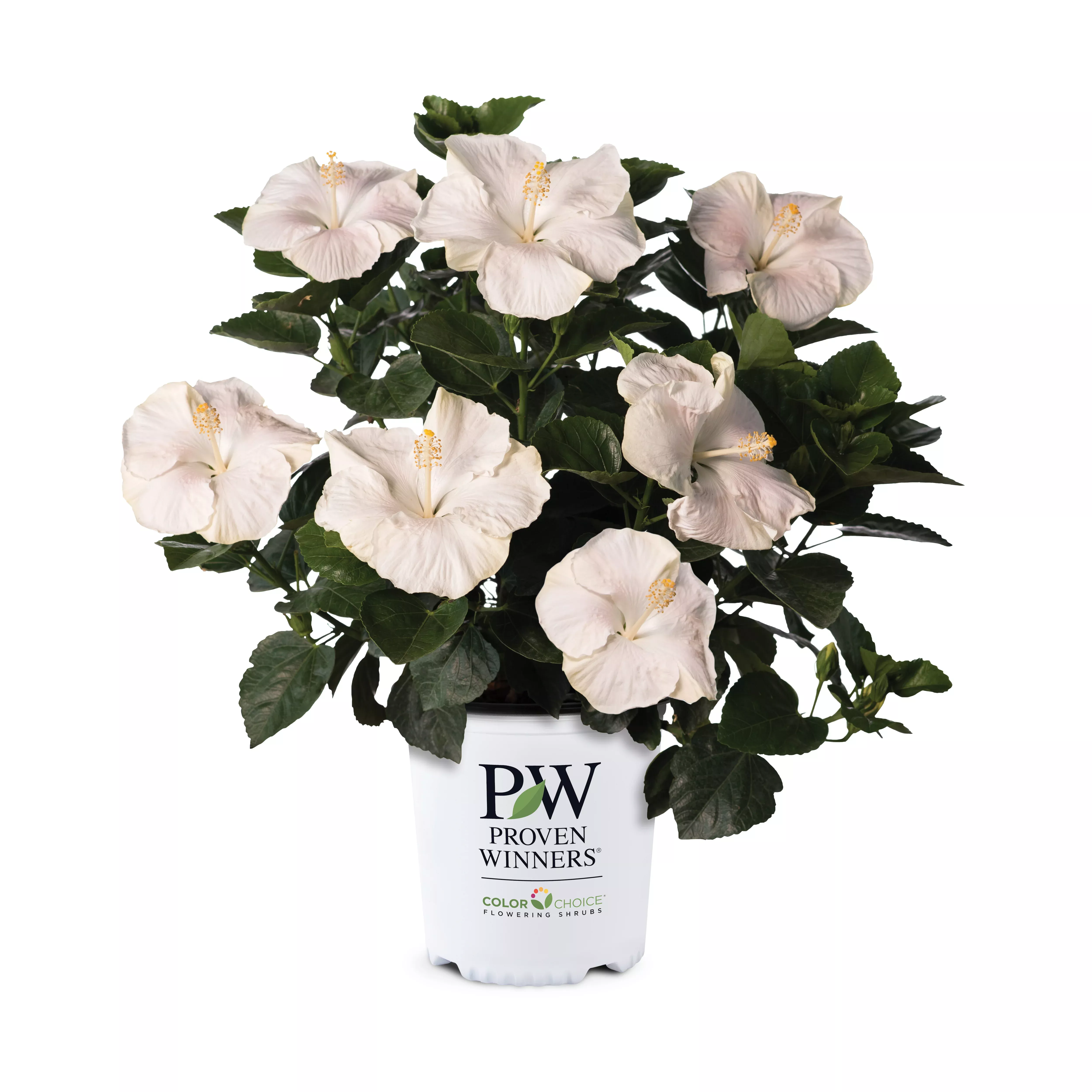 Hollywood Hibiscus Earth Angel™ - 2 Gallon