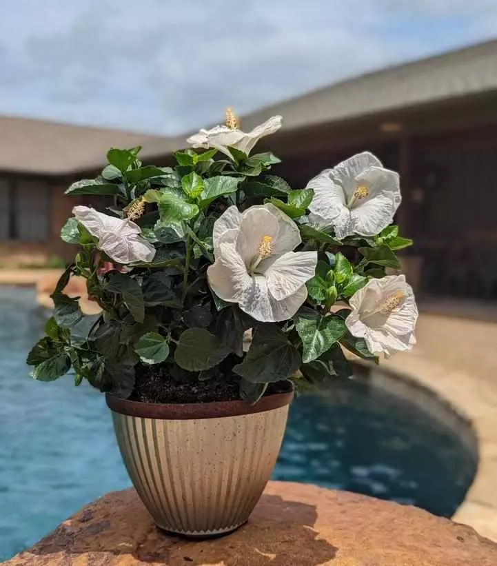 Hollywood Hibiscus Earth Angel™