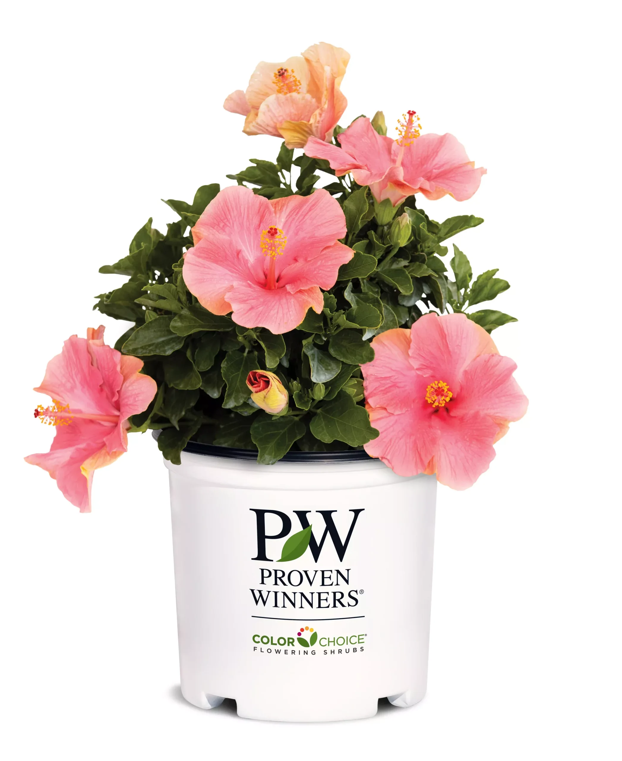 Hollywood Hibiscus First Lady™ - 1 Gallon