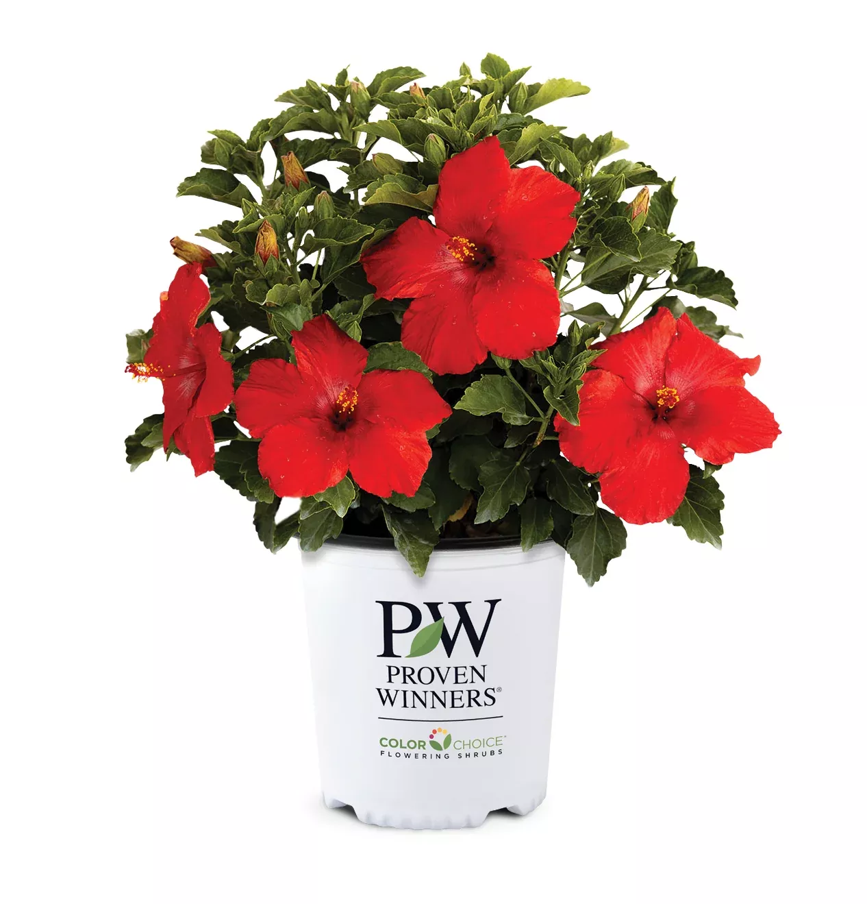 Hollywood Hibiscus First to Arrive™- 2 Gallon