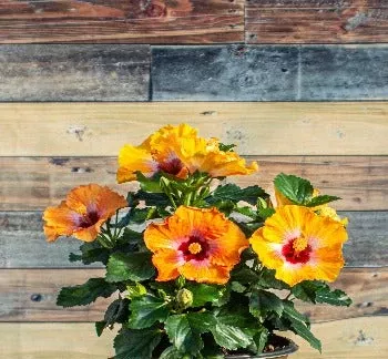 Hollywood Hibiscus Heartthrob™ - 1 Gallon