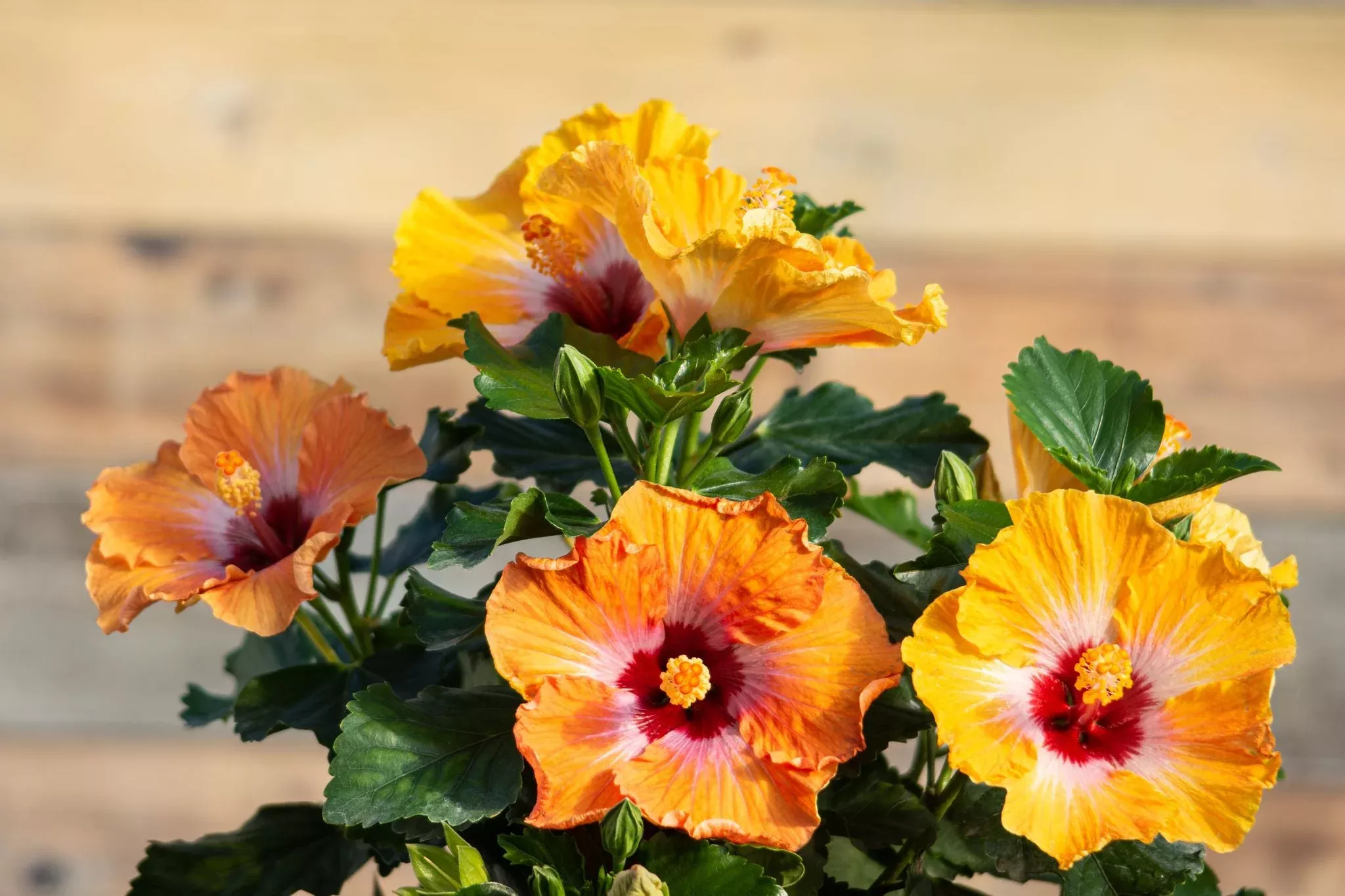Hollywood Hibiscus Heartthrob™ - 9" Self-Watering Pot