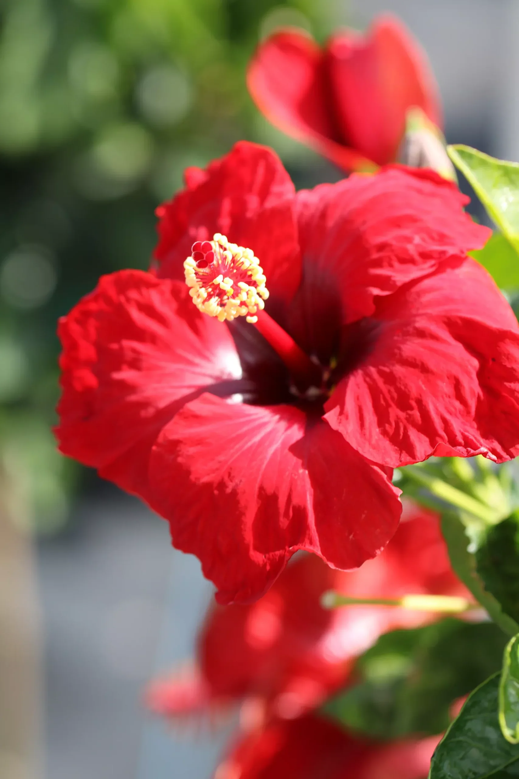 Hollywood Hibiscus Hot Shot™ - 2 Gallon