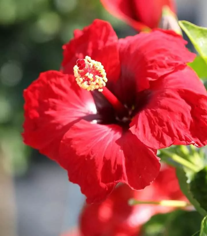 Hollywood Hibiscus Hot Shot™