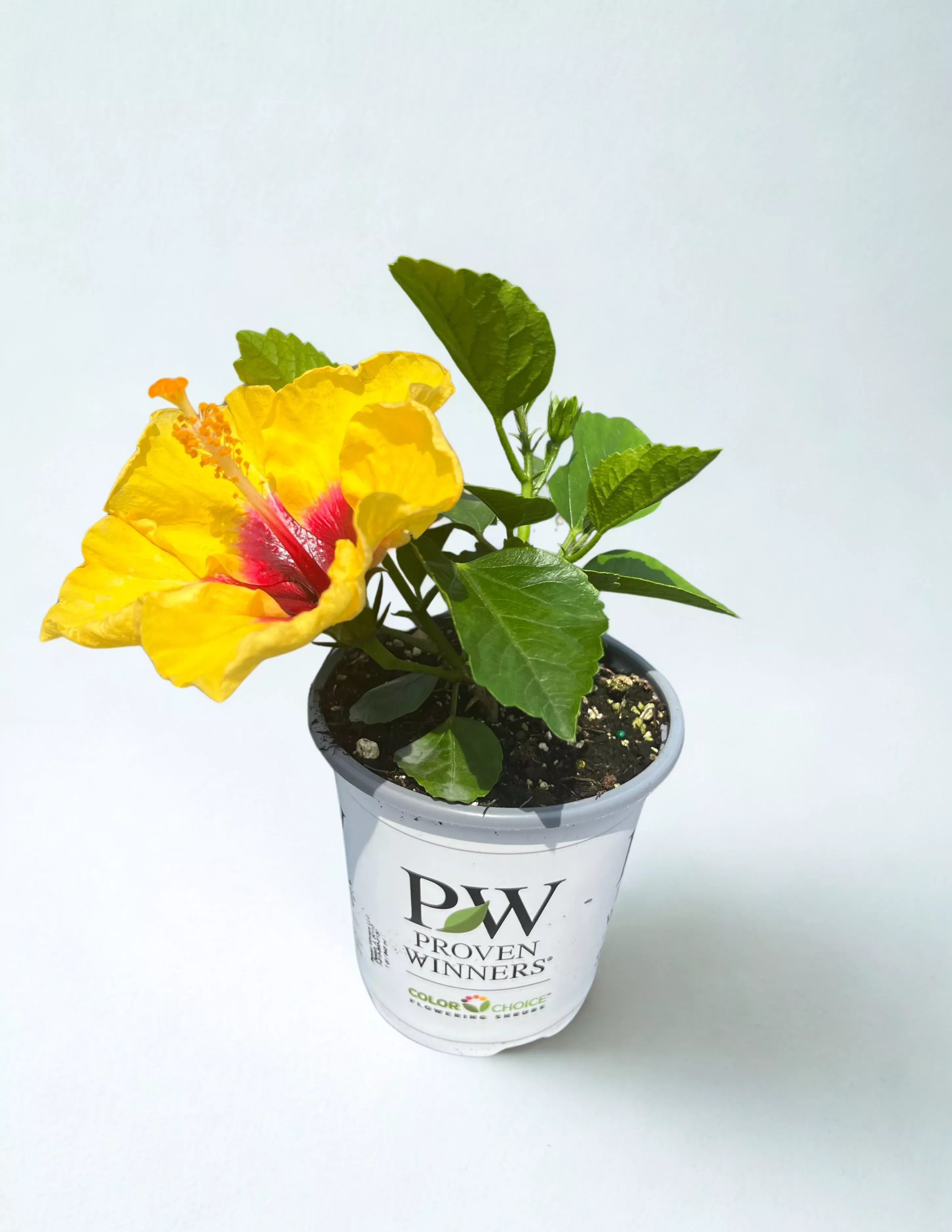 Hollywood Hibiscus Rico Suave™ - Quart