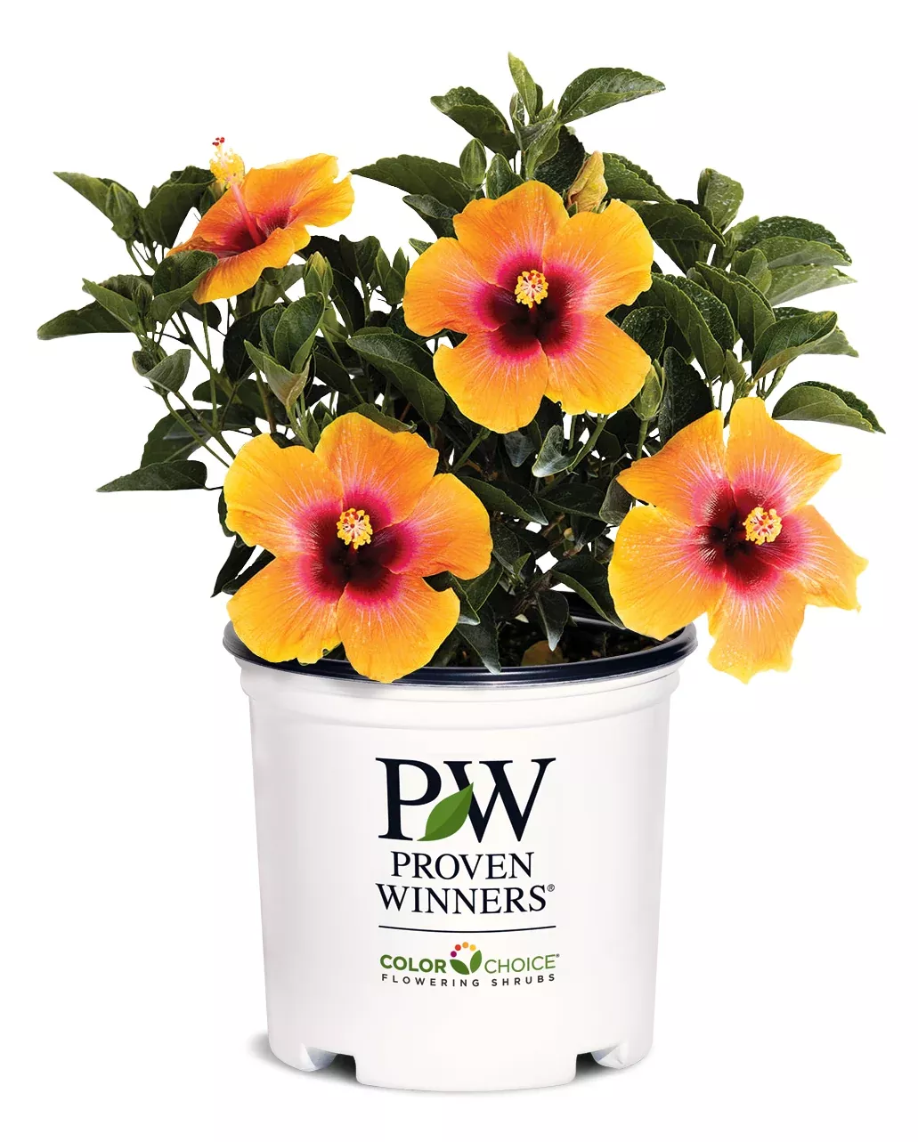 Hollywood Hibiscus Social Butterfly™ - 2 Gallon