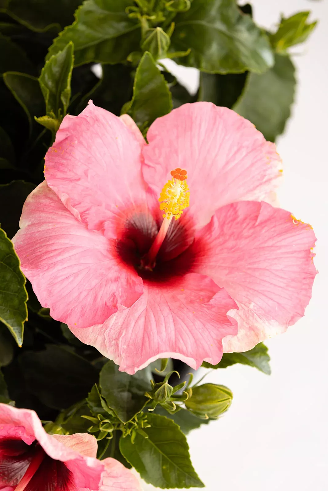 Hollywood Hibiscus Talk of the Town™ - 2 Gallon
