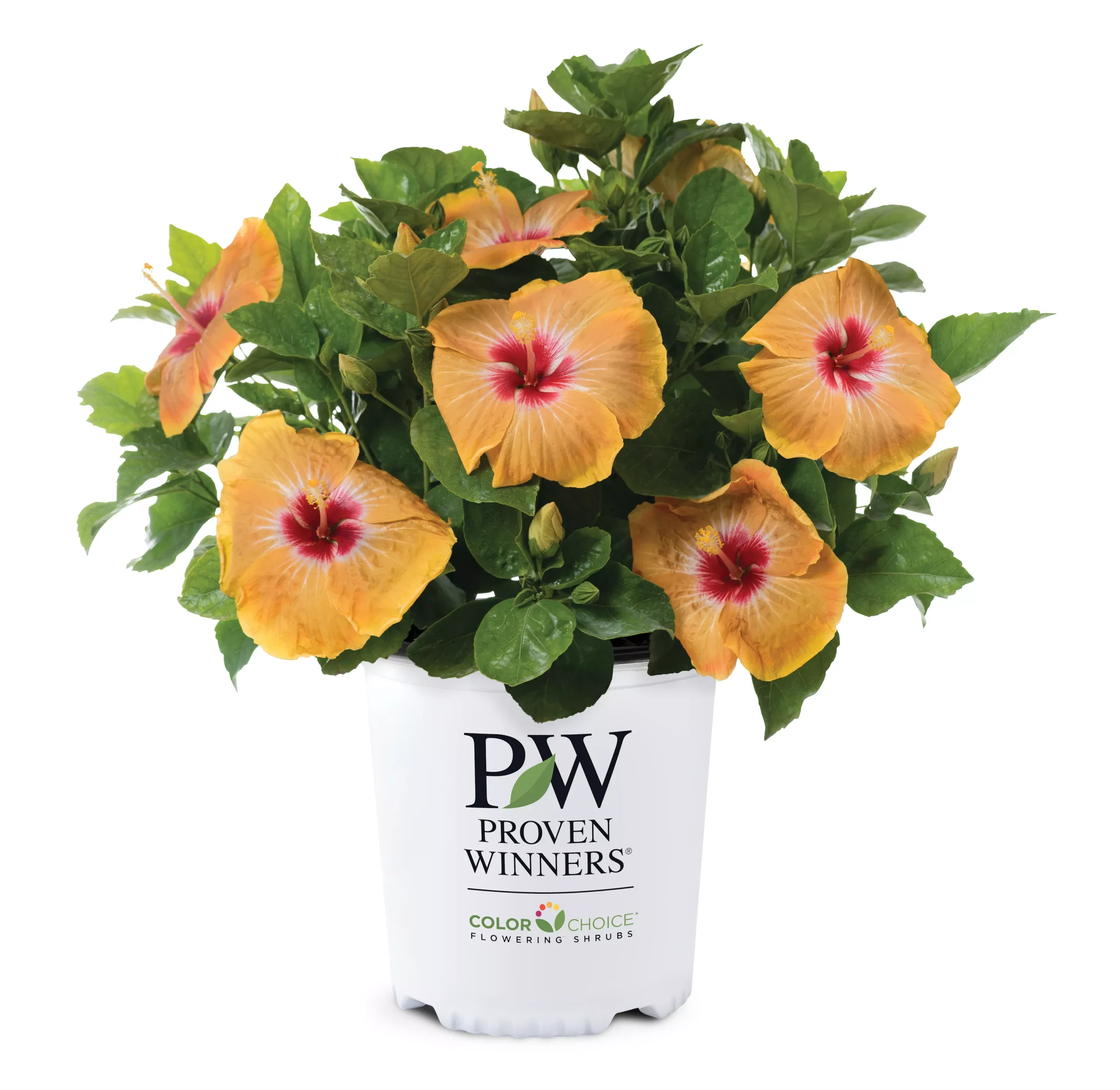 Hollywood Hibiscus VIP™ - 2 Gallon