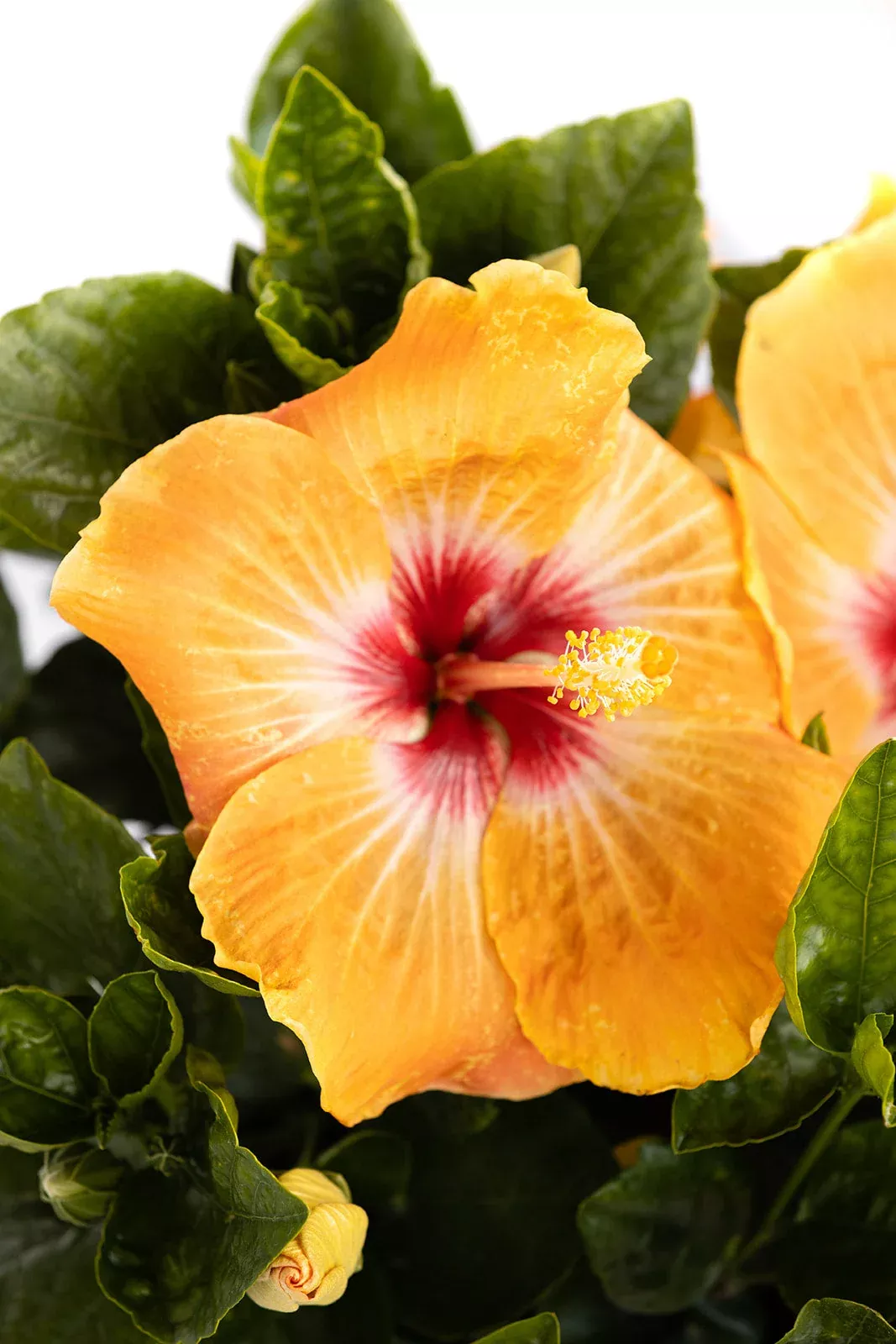 Hollywood Hibiscus VIP™ - 9" Self-Watering Pot