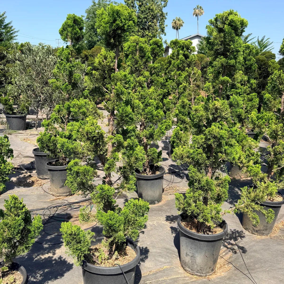 Hollywood Juniper Garden Bonsai Tree
