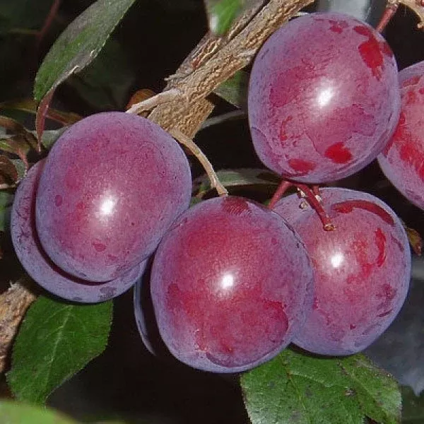 Hollywood Plum