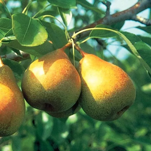 Honey Sweet European Pear