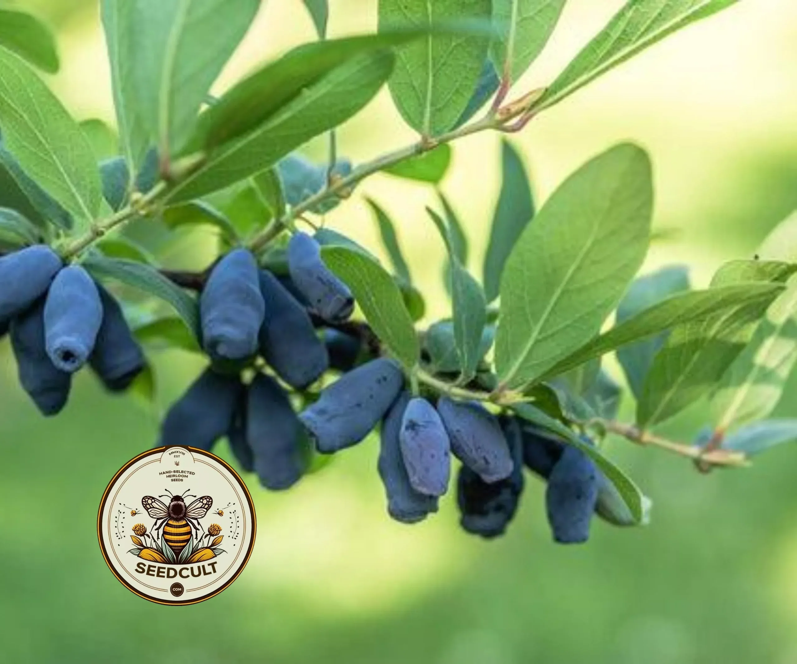 HONEYBERRY