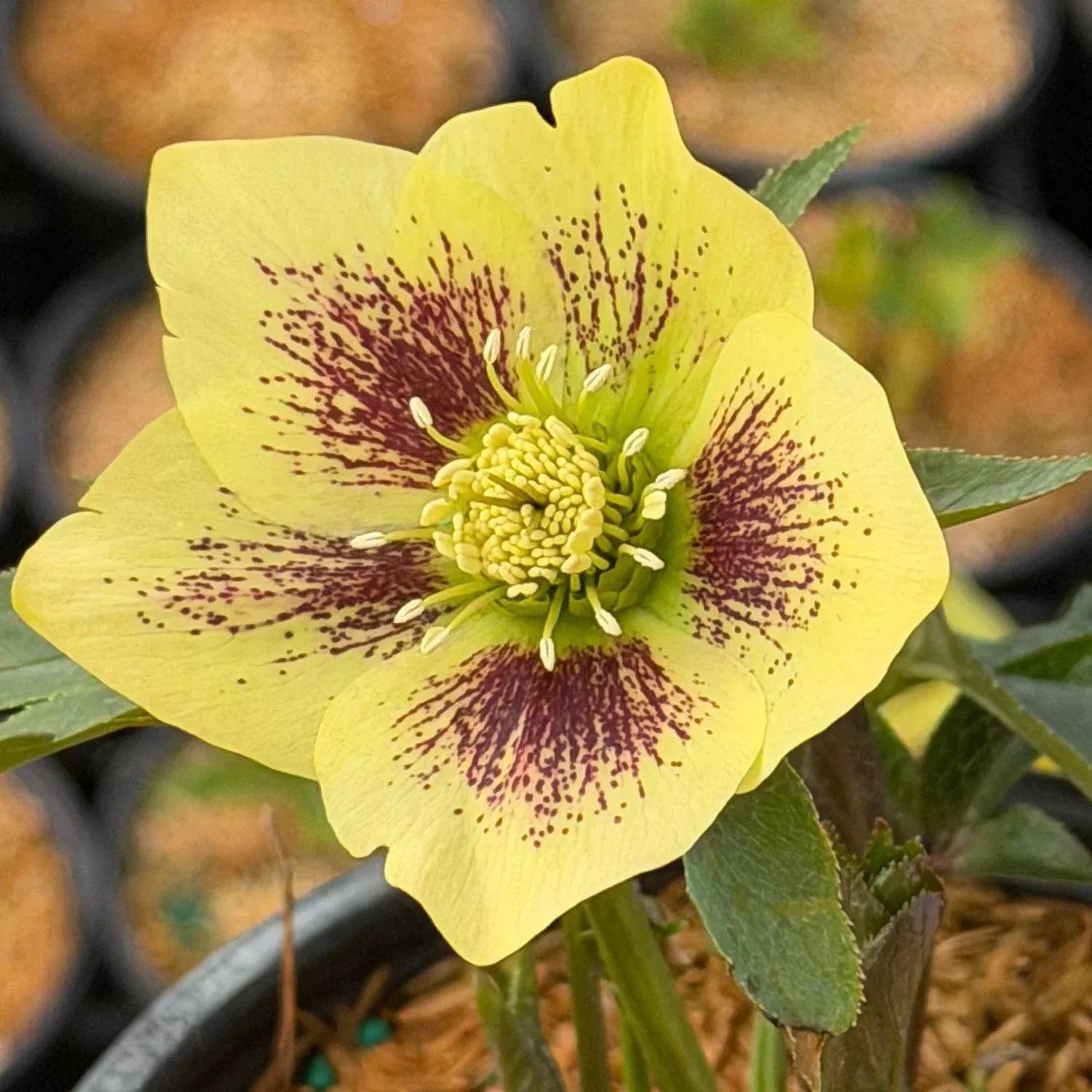 Honeymoon Sandy Shores Lenten Rose