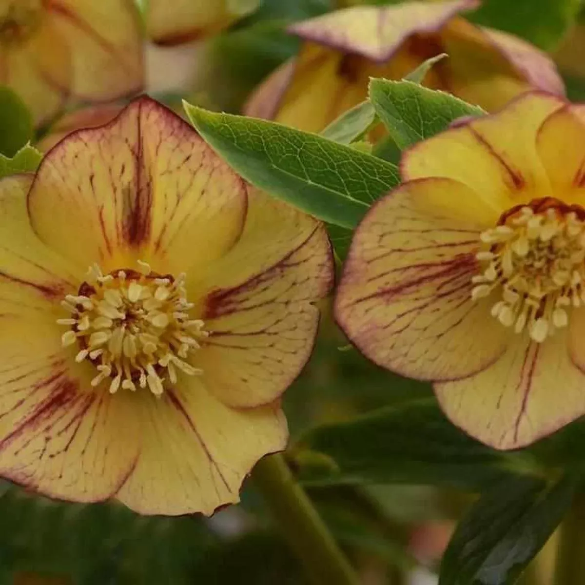 Honeymoon Tropical Sunset Lenten Rose