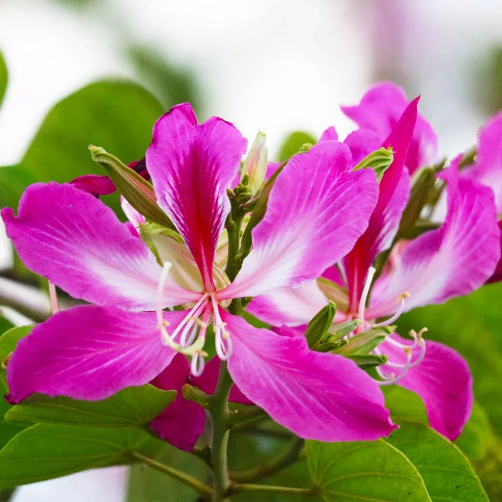 Hong Kong Orchid Tree