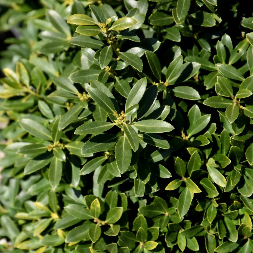 Hoogendorn Japanese Holly